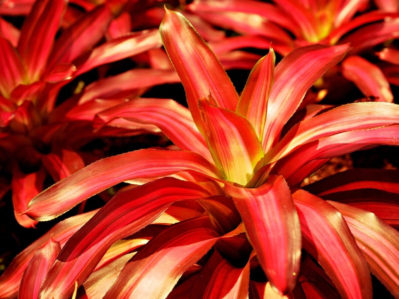 Bromeliad