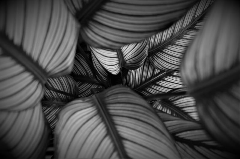 Calathea Ornata