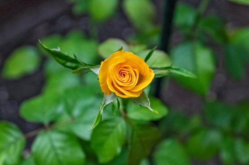 Garden Flowers