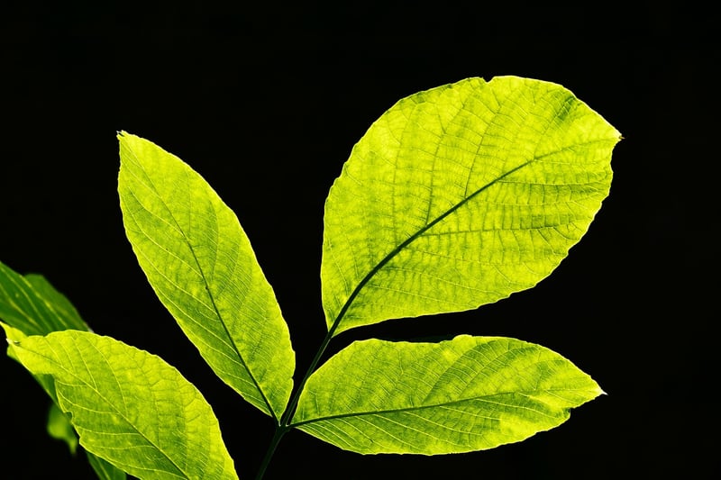 Lush Greenery