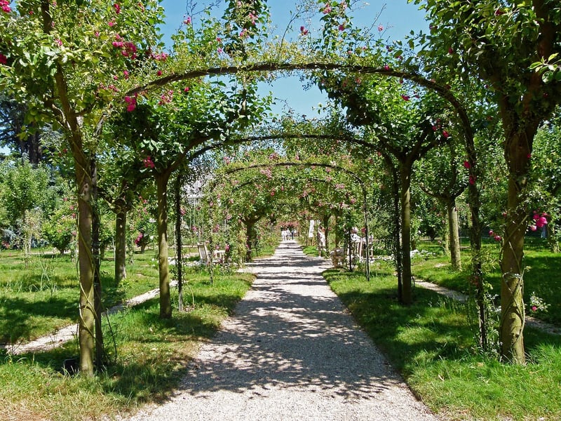 Trellis in a backyard